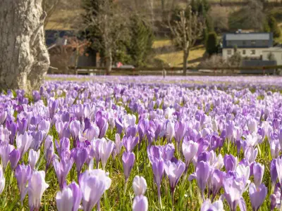 #lan# Krokusswiesen Drehbach. 19.03.2019