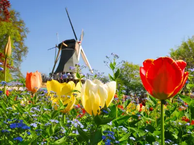 Dutch windmill and colorful tulips and forget-me-not flowers in spring garden 'Keukenhof', Holland